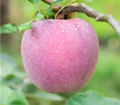 Malus (Apfel) 'Florina' ®