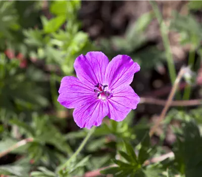 Geranium sanguineum 'Tiny Monster'