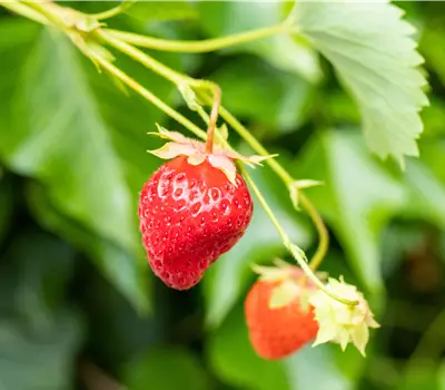 Fragaria (Erdbeere) 'Wädenswil 6'
