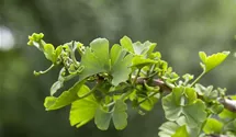 Ginkgo, Mädchenhaarbaum