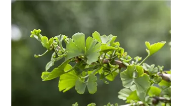 Ginkgo, Mädchenhaarbaum