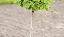 Ginkgo, Mädchenhaarbaum