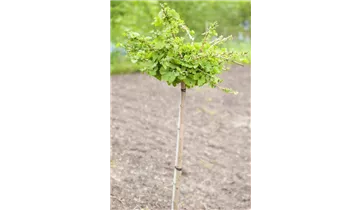 Ginkgo, Mädchenhaarbaum
