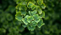 Ginkgo, Mädchenhaarbaum