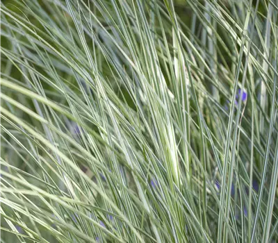 Miscanthus sinensis 'Morning Light'