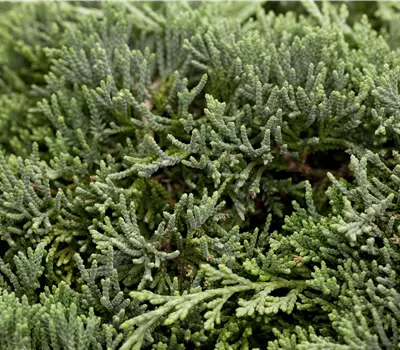 Juniperus horizontalis 'Icee Blue'