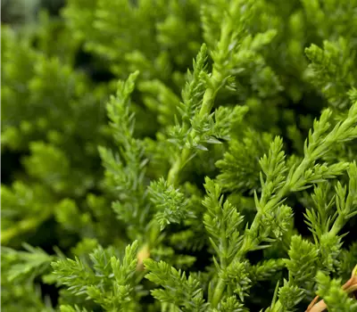 Juniperus horizontalis 'Prince of Wales'