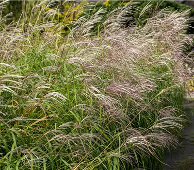 Miscanthus sinensis 'Silberfeder'