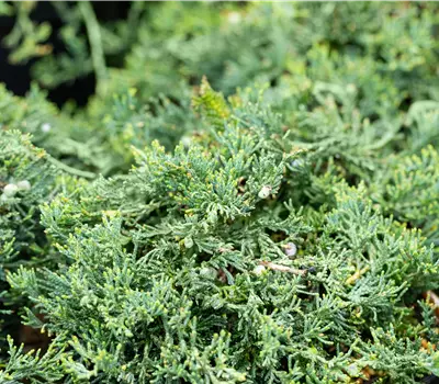 Juniperus horizontalis 'Wiltonii'