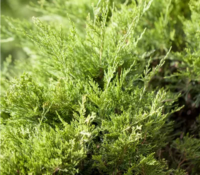 Juniperus media (x) 'Mint Julep'