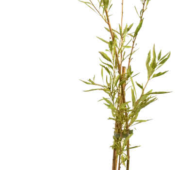 Lycium barbarum