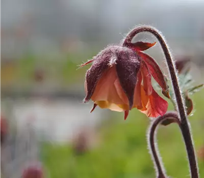 Geum rivale