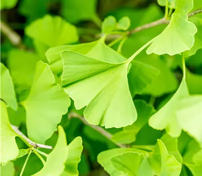 Ginkgo biloba 'Fastigiata'