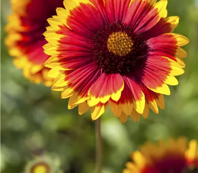 Gaillardia 'Kobold'