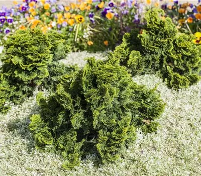 Chamaecyparis obtusa 'Nana Gracilis'