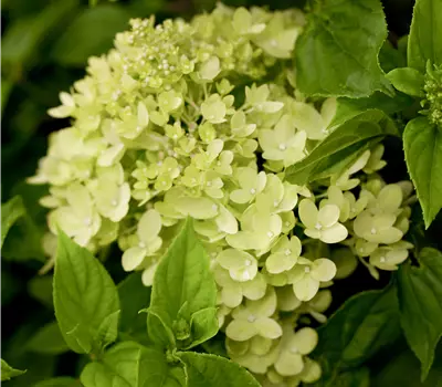 Hydrangea paniculata 'Little Lime'