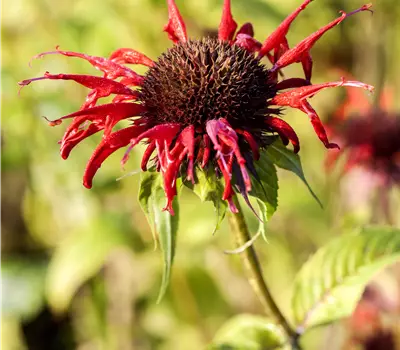 Monarda 'Squaw'