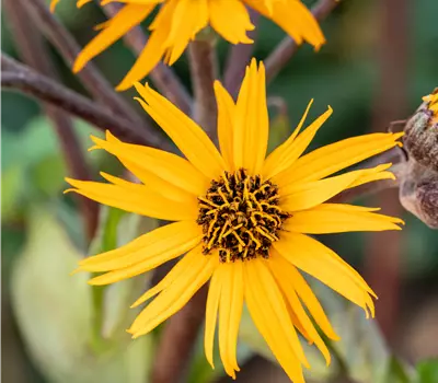 Ligularia dentata