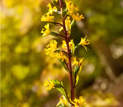 Ligularia przewalskii