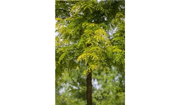 Dornenlose Gleditschie