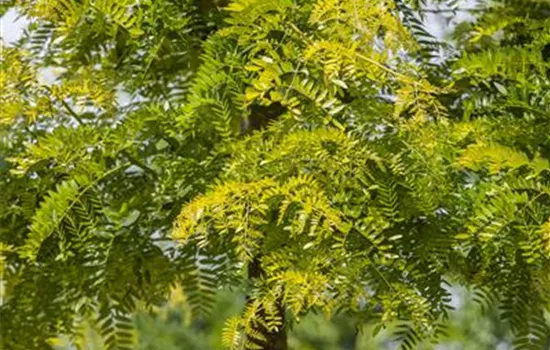Gleditsia triacanthos 'Sunburst'