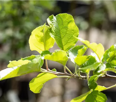 Malus (Apfel) 'Roter Boskoop'