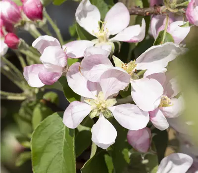 Malus (Apfel) 'Royal Gala'