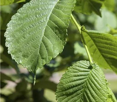 Morus alba 'Rossa'