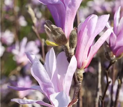 Magnolia 'Susan'