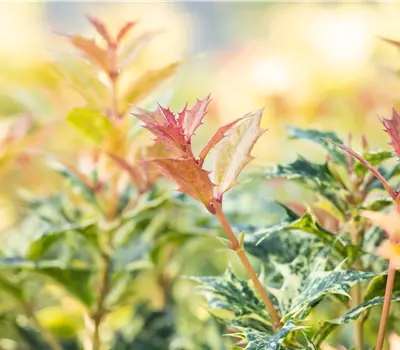 Osmanthus heterophyllus 'Goshiki'