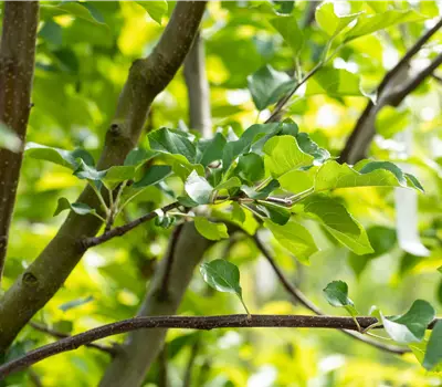 Malus (Apfel) 'Rubinola'