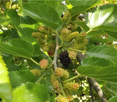 Morus alba 'Mora'