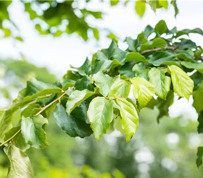 Parrotia persica