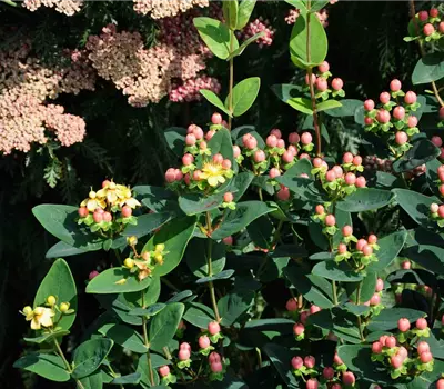 Hypericum calycinum