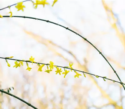 Jasminum nudiflorum
