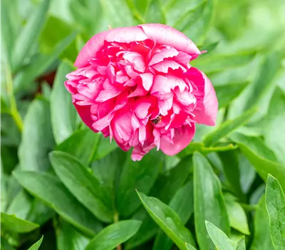 Paeonia officinalis 'Rosea Plena'
