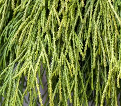 Chamaecyparis pisifera 'Sungold'