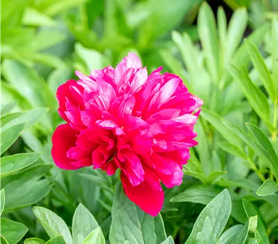 Paeonia officinalis 'Rubra Plena'