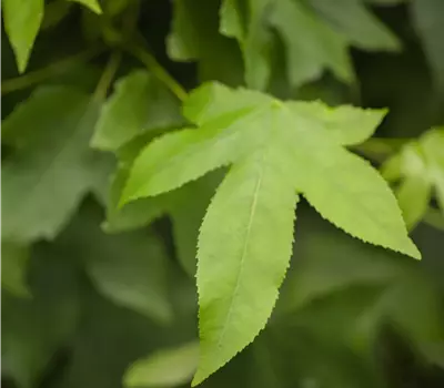Liquidambar styraciflua 'Gum Ball'