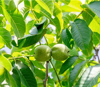 Juglans regia 'Franquette'