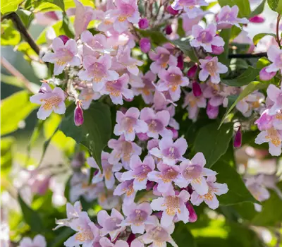 Kolkwitzia amabilis 'Rosea'