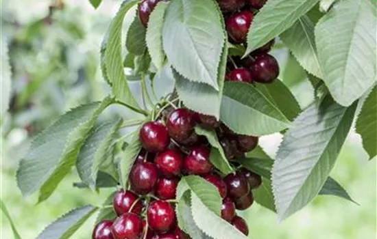 Prunus cerasus 'Jachim'