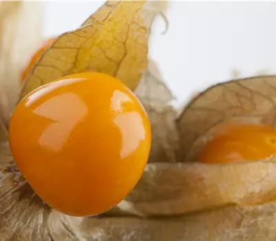 Physalis edulis 'Andengold'
