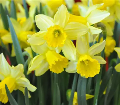 Narcissus 'February Gold'