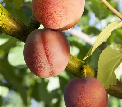 Prunus (Aprikose) 'Ungarische Beste'