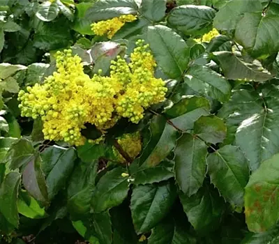 Mahonia aquifolium 'Apollo'