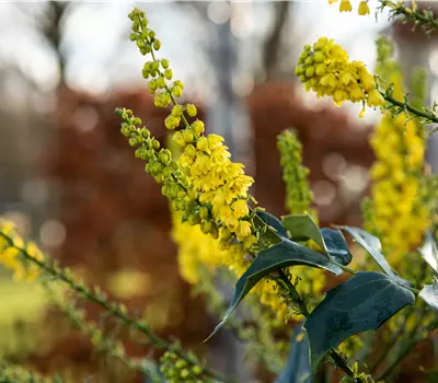 Mahonia bealei