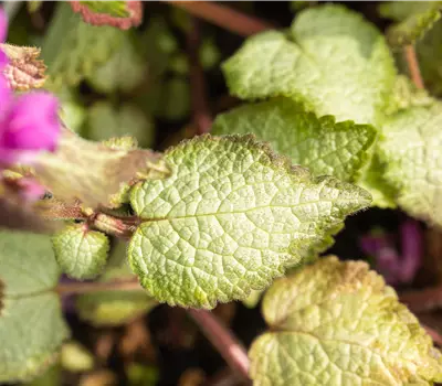 Lamium maculatum 'Beacon Silver'
