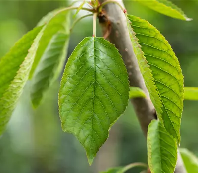 Prunus (Kirsche) 'Magda'