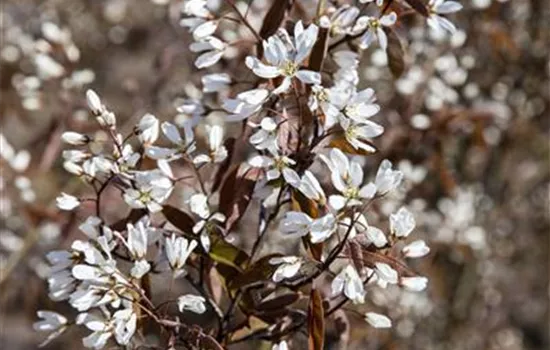 Amelanchier lamarckii 'Rainbow Pillar'